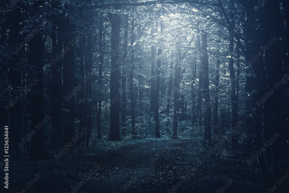 Fototapeta premium forest