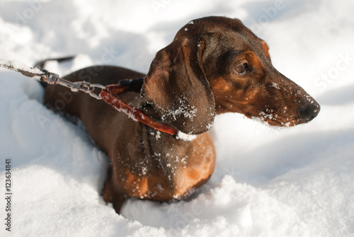 Young small dachshund is in snow. It looks forward