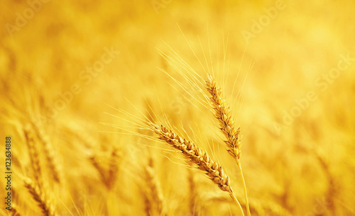  wheat