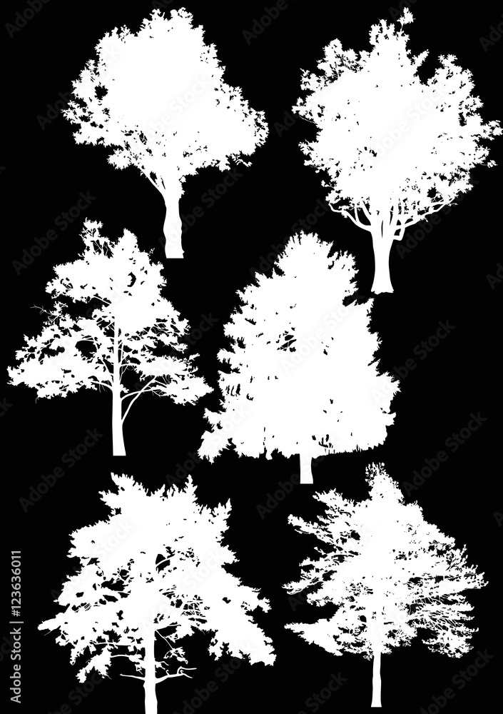 six white isolated large trees