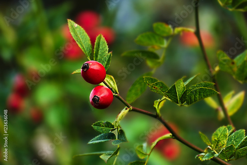 Ripe rosehips with green leaves