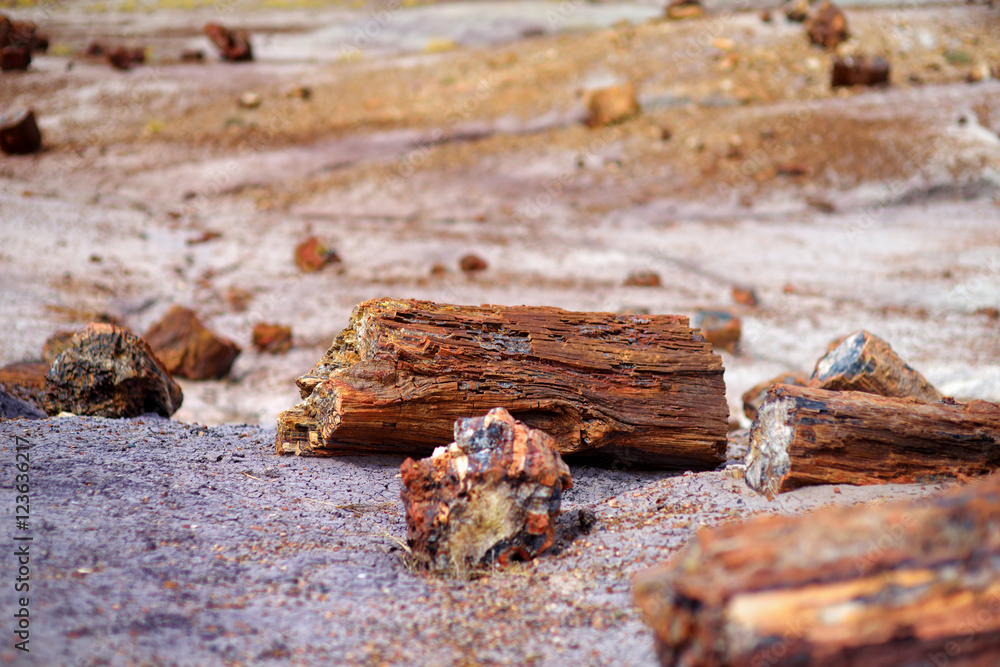 Fototapeta premium Stunning petrified wood in the Petrified Forest National Park, Arizona