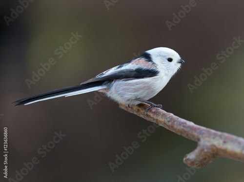  Long tailed tit