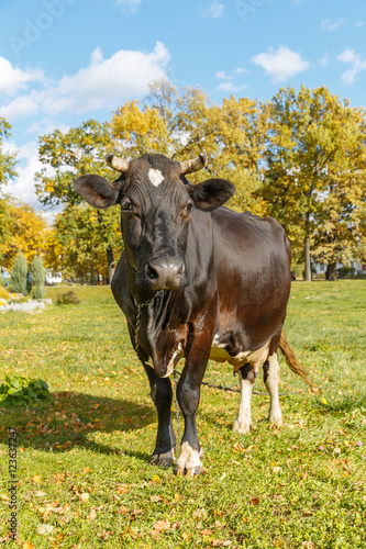 Корова стоит на осенней лужайке