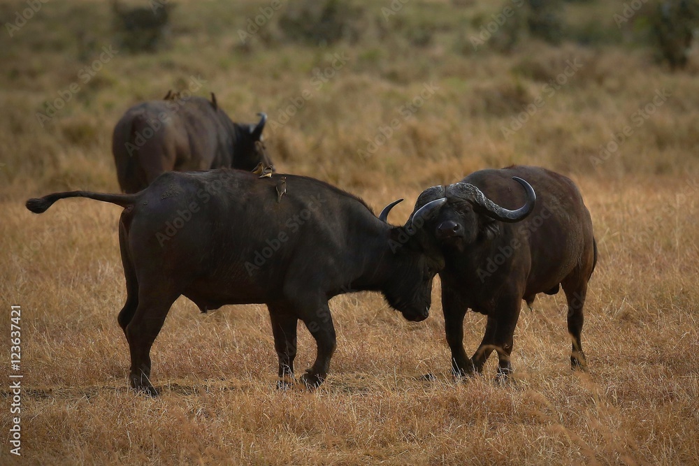 Fototapeta premium buffalo fight in the nature habitat, african wilderness, wild africa, dry savanah, big wild animals, african big five