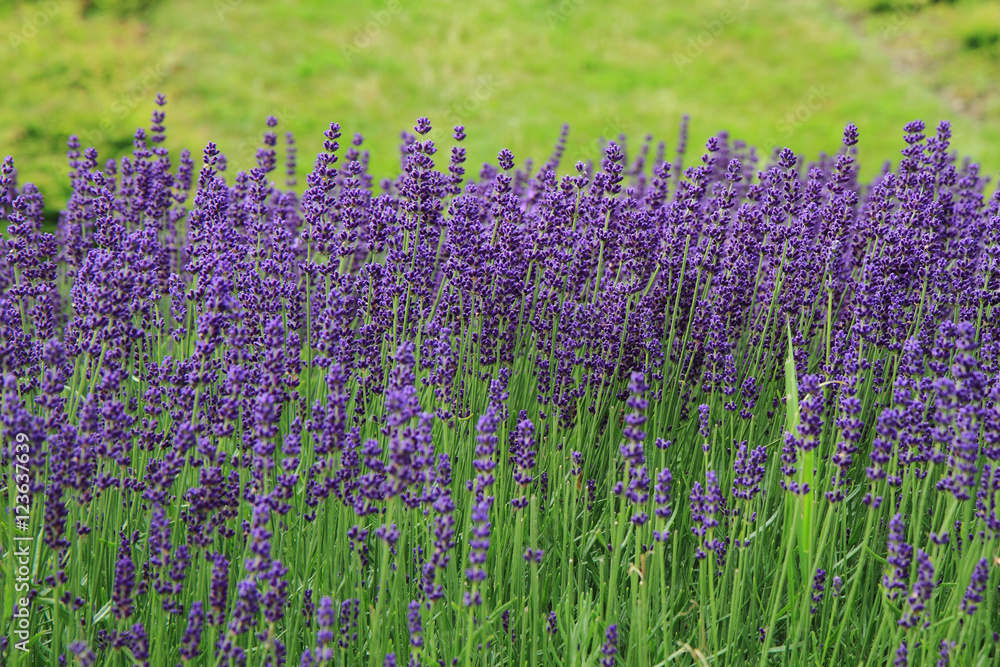 Obraz premium violet lavender field