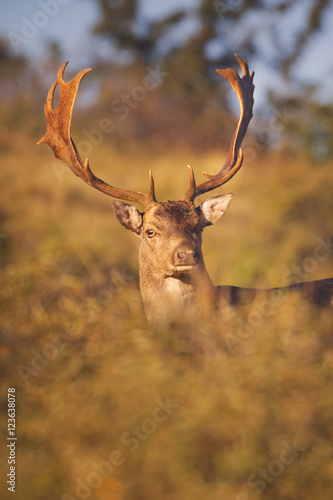 Fallow deer in early morning sunlight in rut season