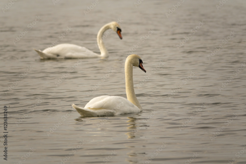 Two white swans swimming in lake. Beautiful nature scene with wildlife. Two white swans swimming in lake. Beautiful nature scene with wildlife.