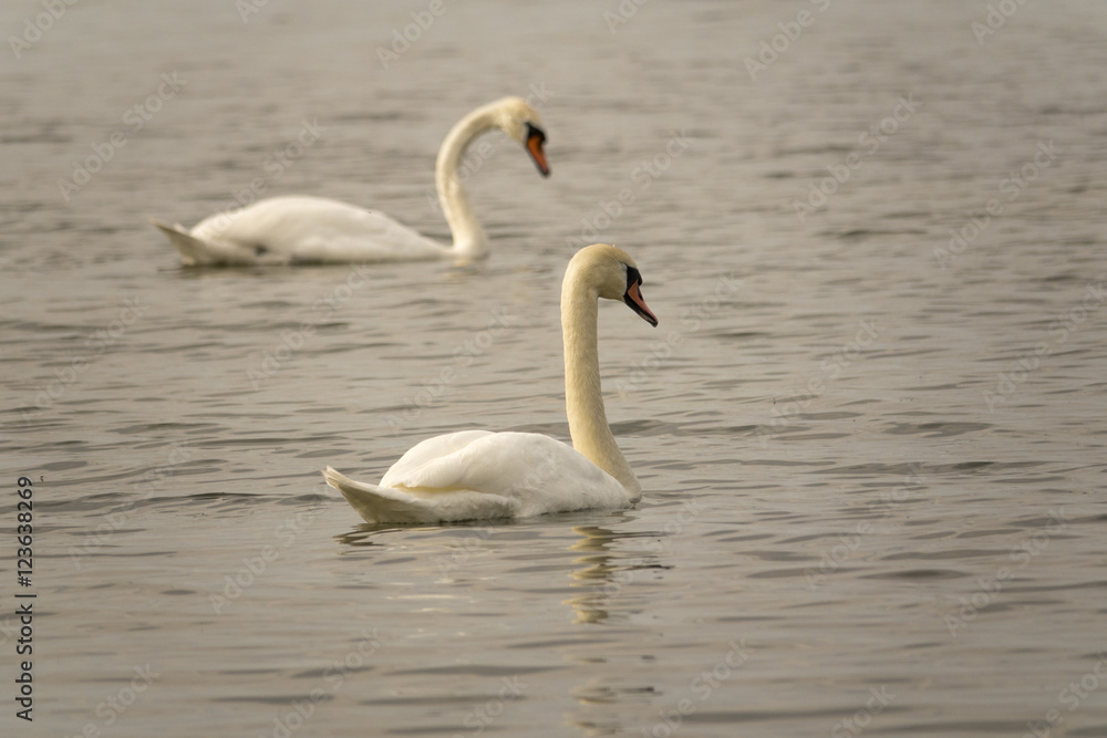 Two white swans swimming in lake. Beautiful nature scene with wildlife.