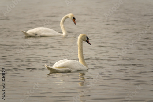 Two white swans swimming in lake. Beautiful nature scene with wildlife.