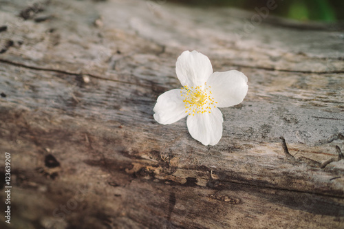 Jasmine flower on old wooden stump © anna_gorbenko