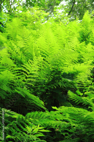 green fern leaves texture © jonnysek