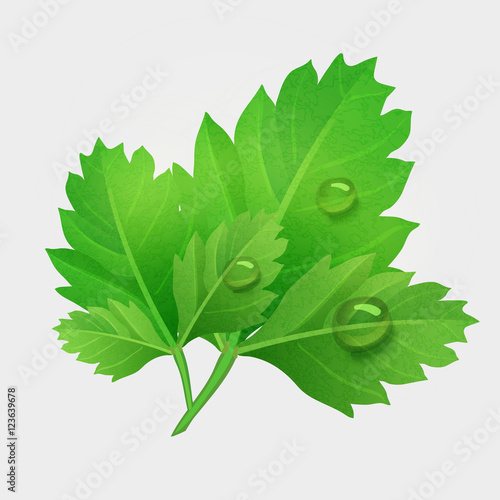 Vector fresh leaves of parsley