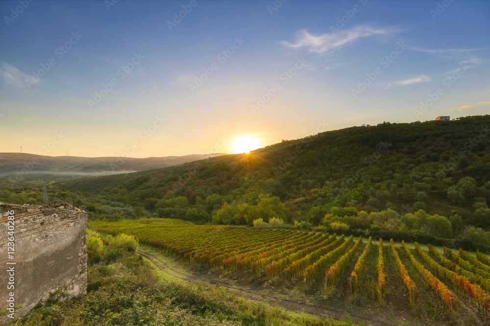 Obraz premium sunrive over vineyard in southern italy