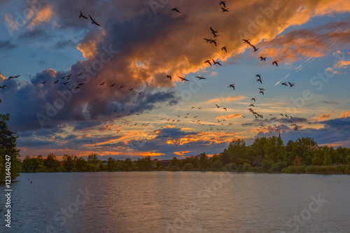 Flug der Wildgänse