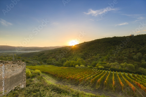 sunrive over vineyard in southern italy photo