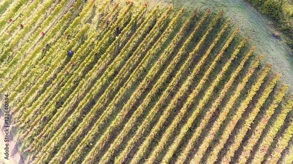 bird's eye view of a vineyard in southern Italy during the harve bird's eye view of a vineyard in southern Italy during the harve