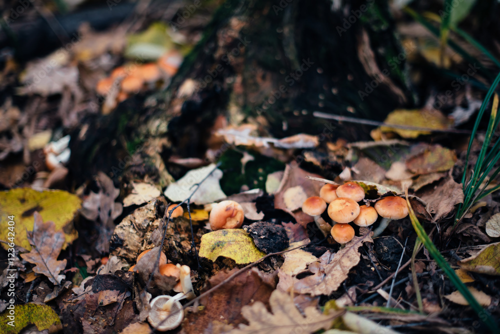 mushrooms on a stump, in the autumn forest mushrooms