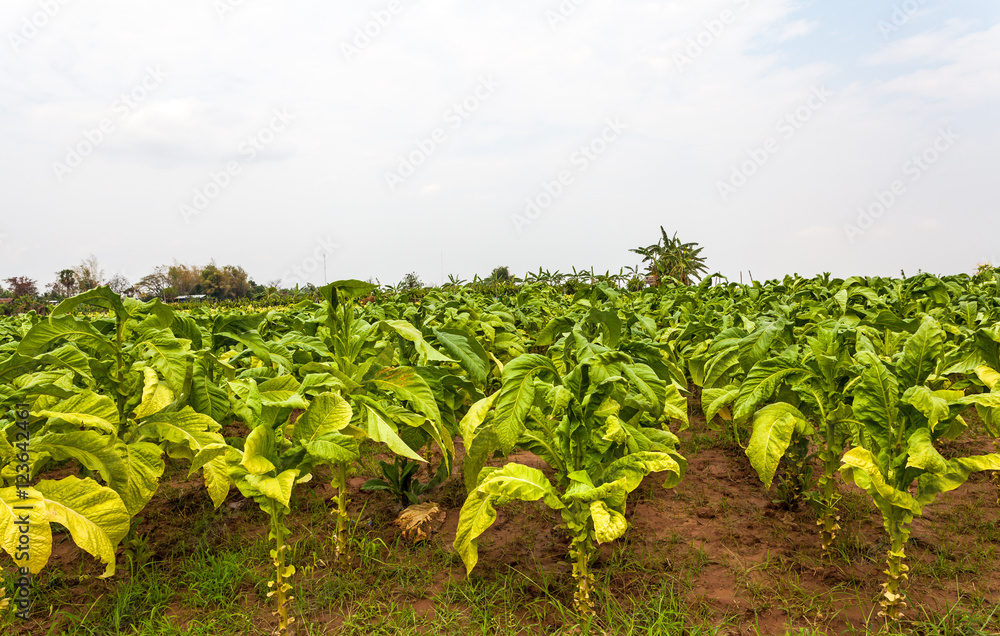 Tobacco farm in Thailand