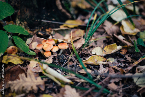 mushrooms on a stump, in the autumn forest mushrooms