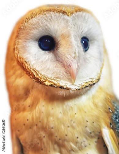 Barn owl portrait with white background. Shallow DOF ( soft focus on the owl head )