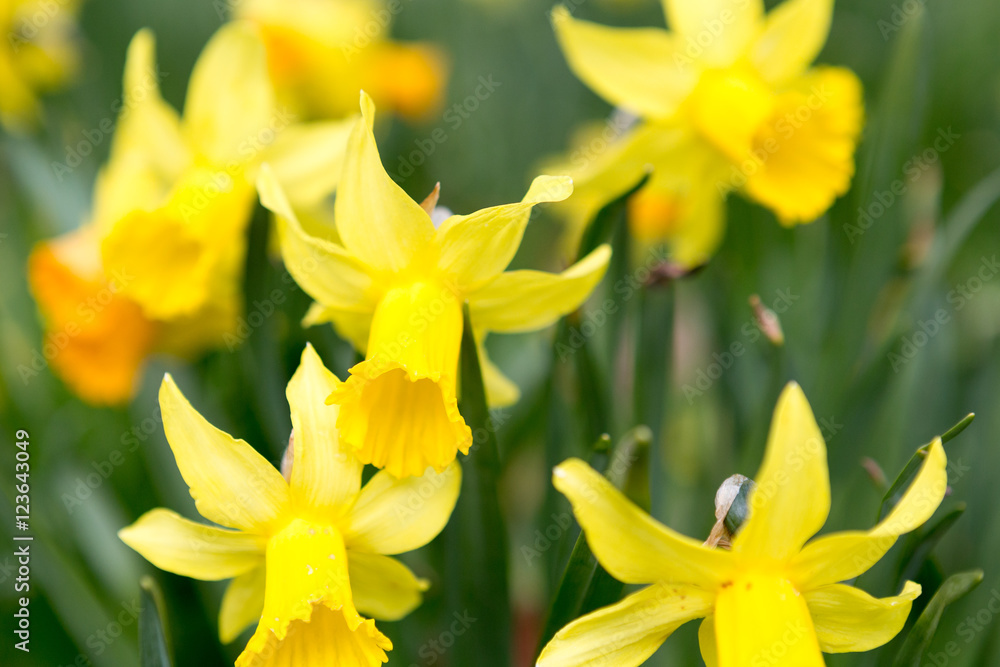Obraz premium Narcisus in spring