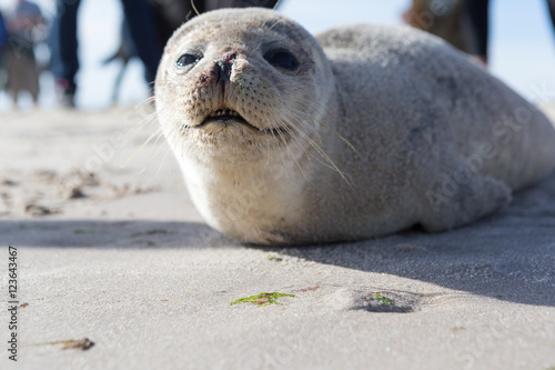 Baby Seal relaxing on the sand in Skagen Denmark photo