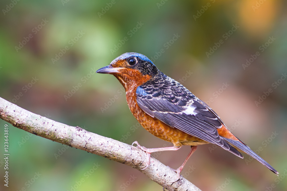 Beautiful of bird White-throated Rock Thrush on branch Beautiful of bird White-throated Rock Thrush on branch