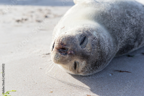 Baby Seal relaxing on the sand in Skagen Denmark