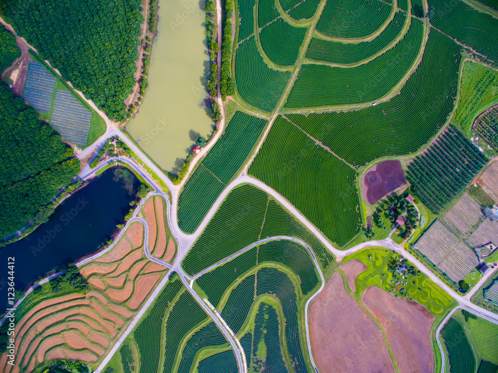 Tea plantation from aerial view.