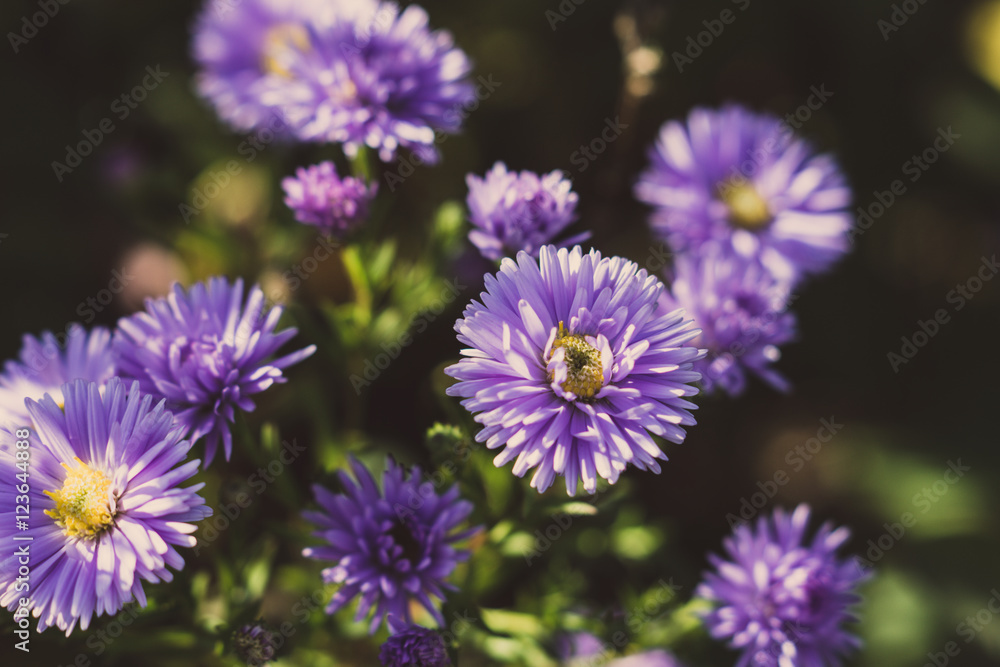 Aster flowers bloom in the garden. Selective focus. Aster flowers bloom in the garden. Selective focus.