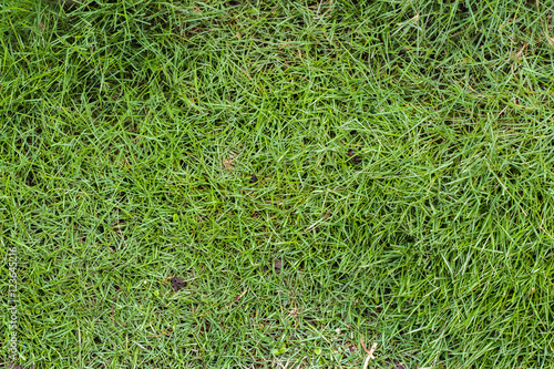 grass photo