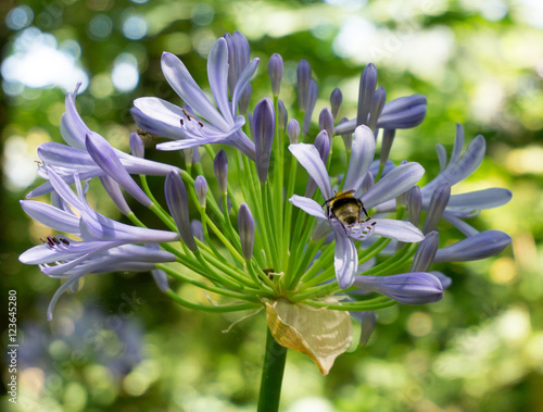 Fleure violette buttinée par un bourdon photo