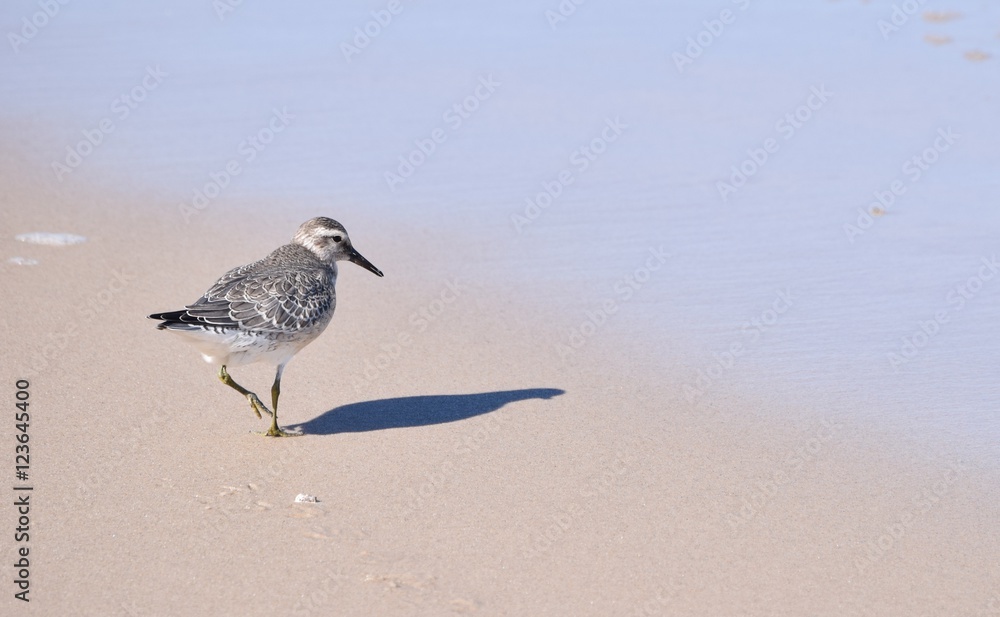 Obraz premium Biegus na spacerze
