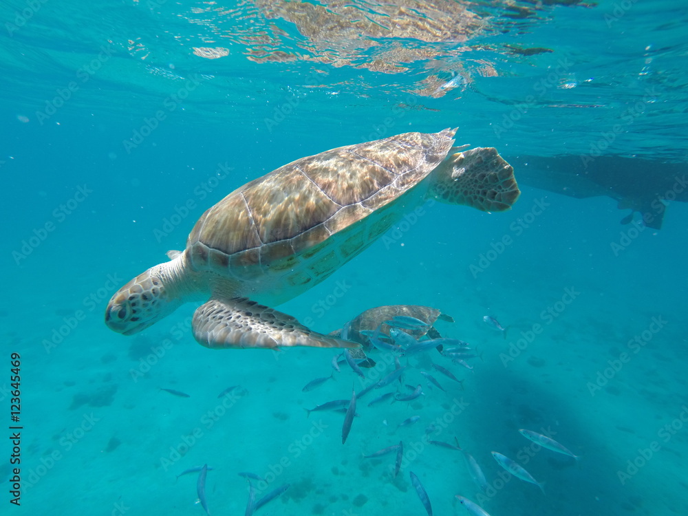 Obraz premium Sea Turtle