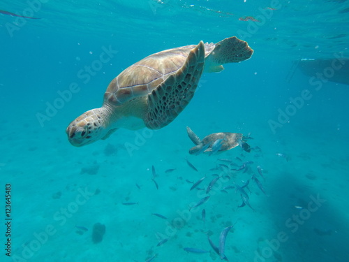Sea Turtle  © Tomato Studio