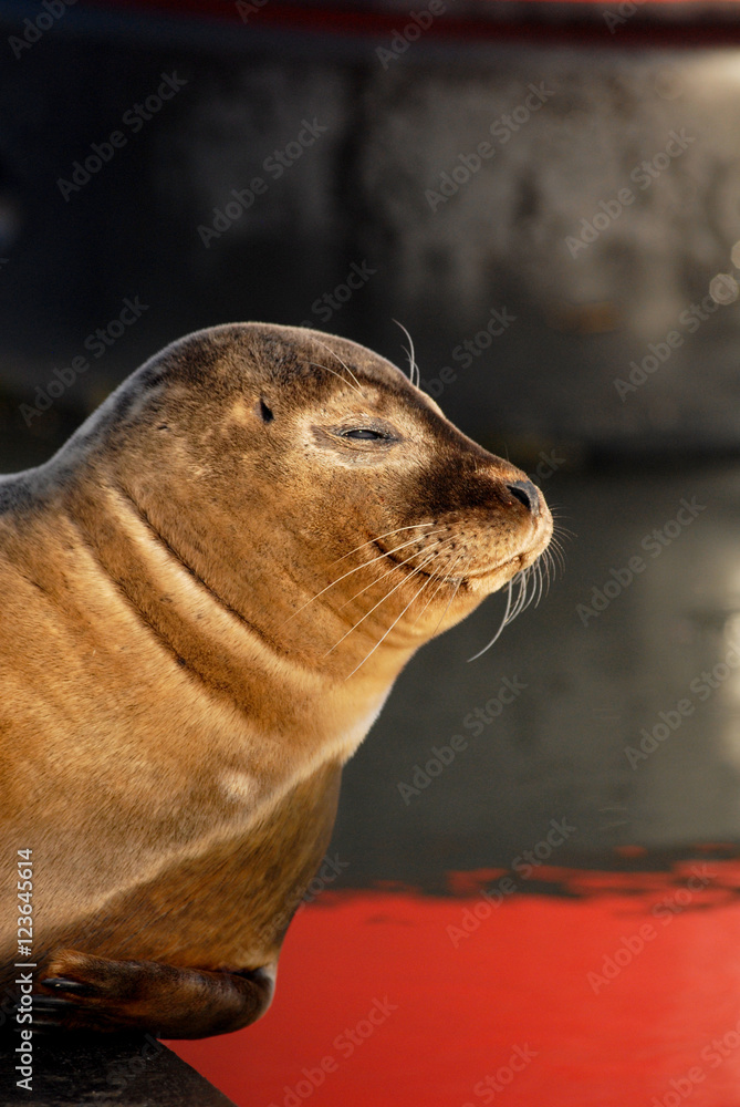 Fototapeta premium Phoque veau marin