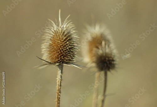 Dried teasel - Dipsacus fullonum