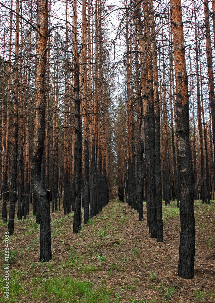 burned pine forest