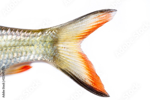 Photography tail fish