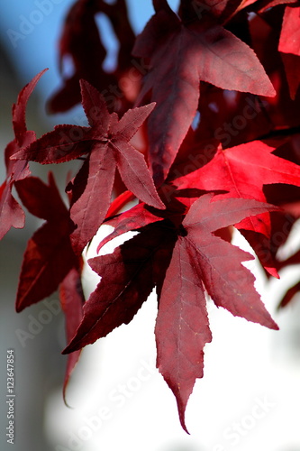 Canvas Print Fall scene with claret vine leaves in sunlight.