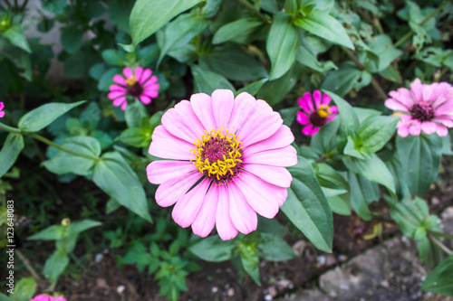 zinnia flower  close up