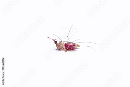 The female mosquito full with the human blood isolated on the white background.