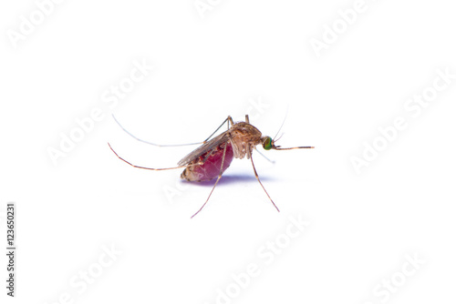 The female mosquito full with the human blood isolated on the white background. © phichak