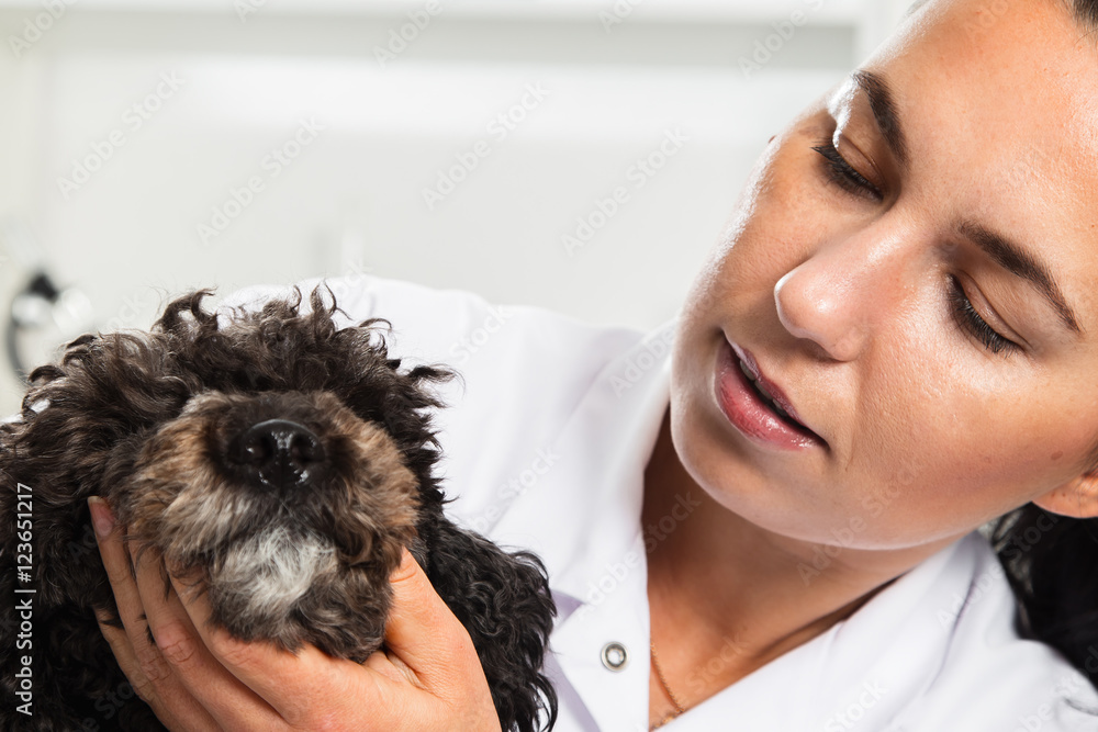 Portrait of confident female veterinarian examining dog in hospital Portrait of confident female veterinarian examining dog in hospital