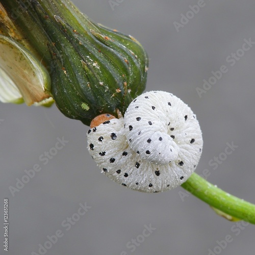 Sawfly larva, Tenthredo neobesa, feeding on field milk thistle photo