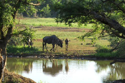 Wildebeest and young at the waterhole