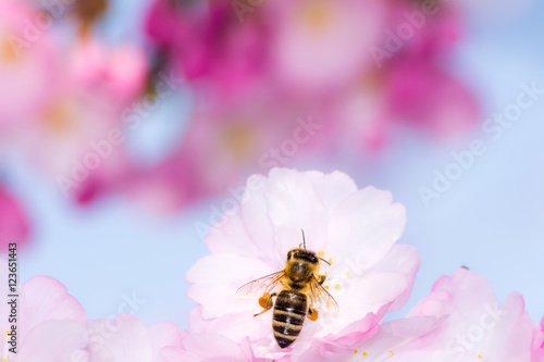 Bee at pink cherry blossom