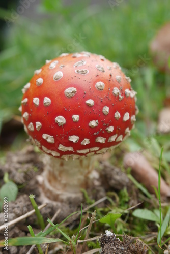 Fly agaric, poisonous mushroom