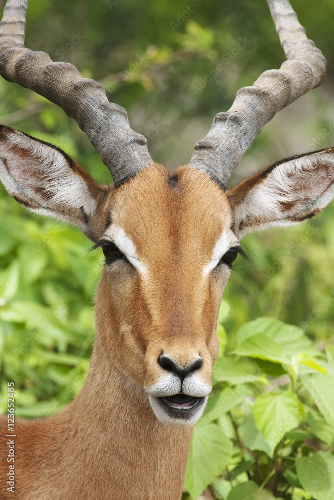 Fototapeta premium Impala, Aepyceros melampus, Kruger National Park, South Africa